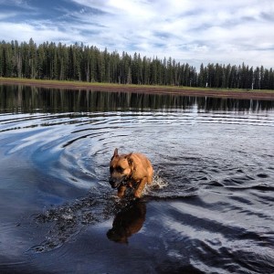 Hank taking a swim break during our long hike of the Crag Crest Trail - Grand Mesa, Colorado